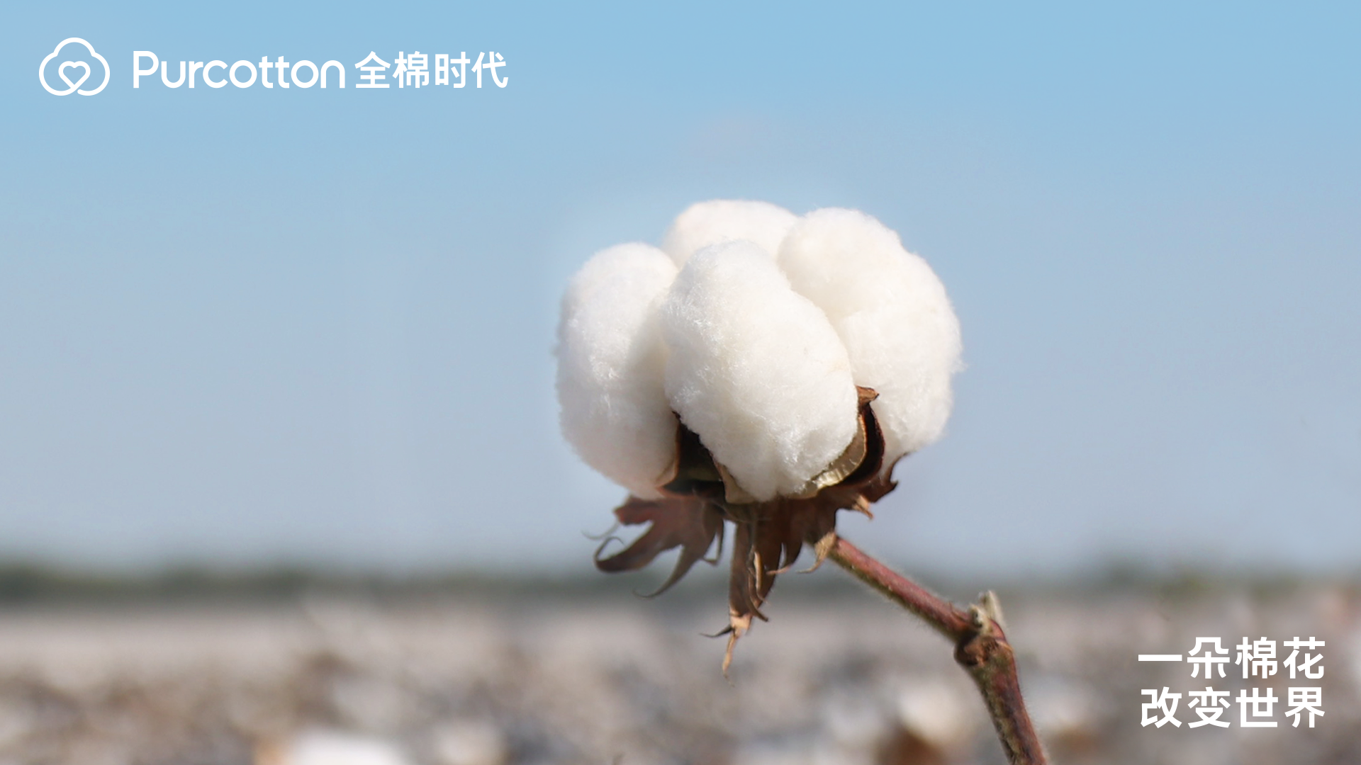 圖7 一朵棉花改變世界.jpg
