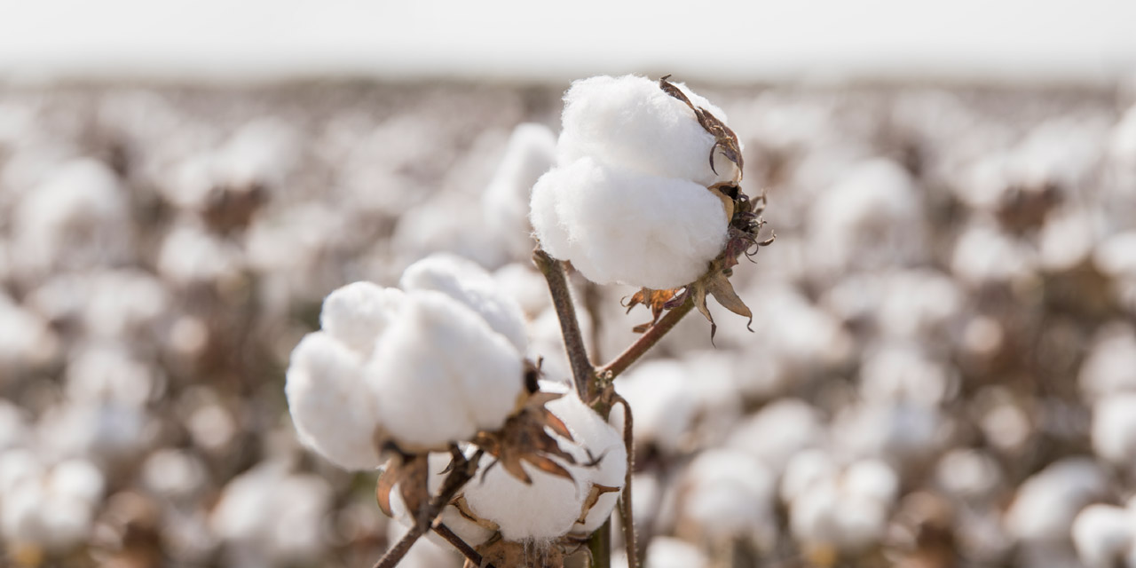 棉，為可持續(xù)而生