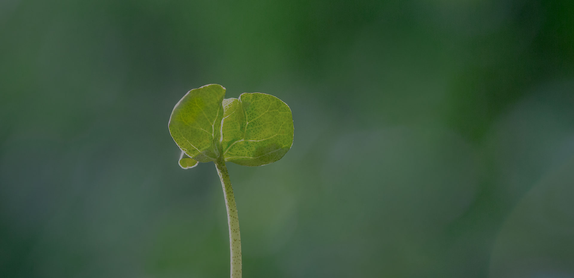 全棉時代2020秋冬新品發(fā)布：源于棉的美學(xué)穿行