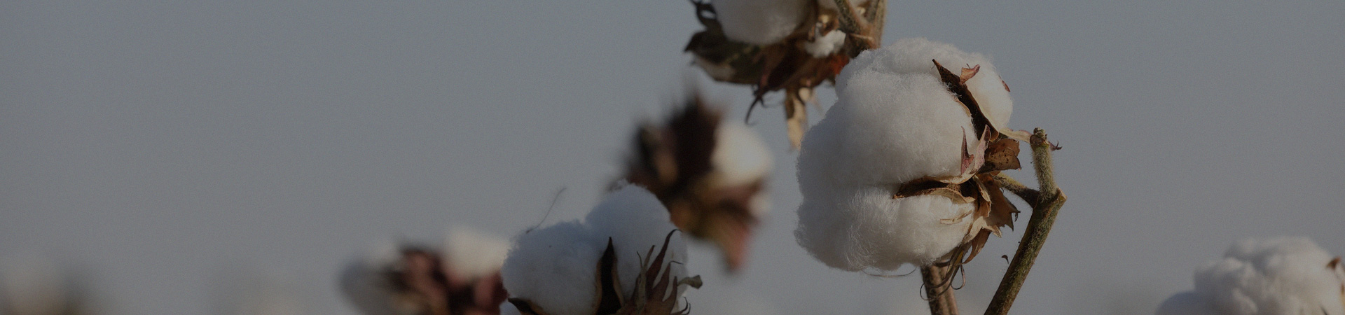 棉的十大生命力法則
