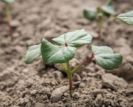 耐旱的農(nóng)作物