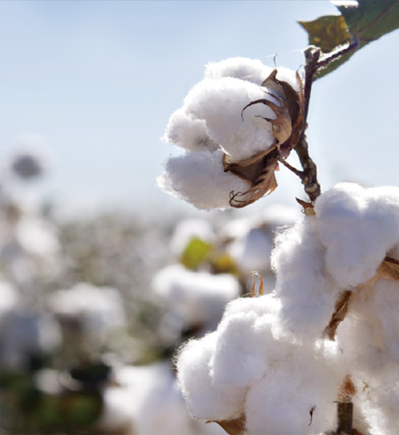 安全的天然纖維