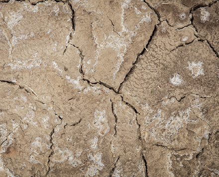 耐鹽堿的農(nóng)作物