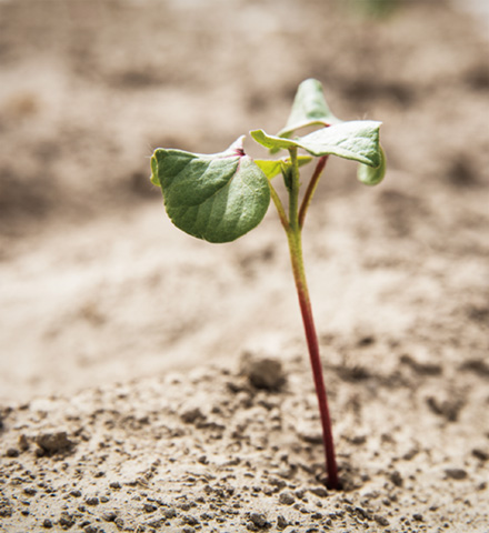 具有正能量的天然纖維