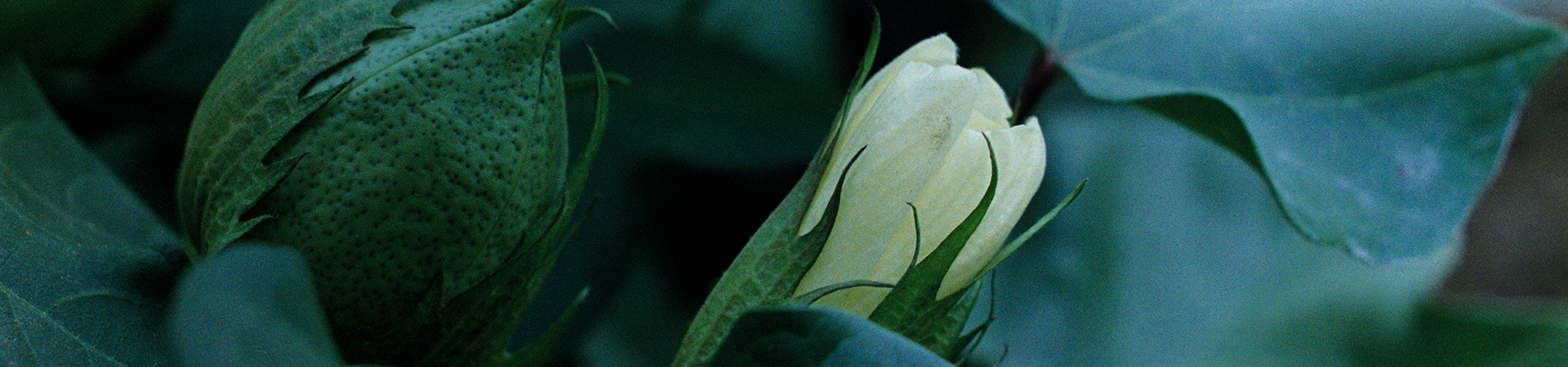 品牌動(dòng)態(tài)