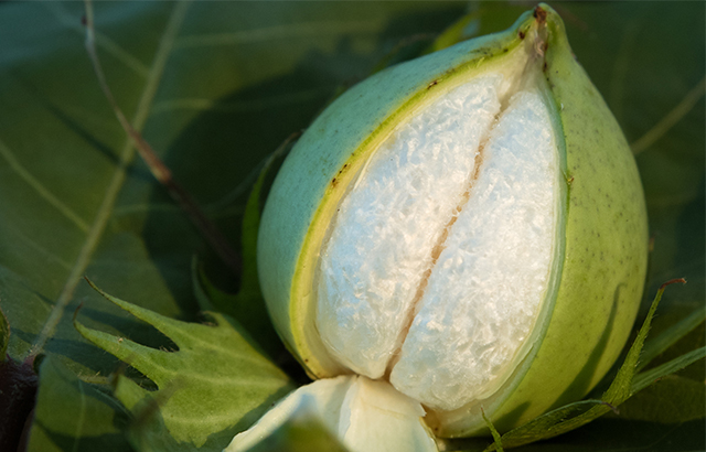 jkaven《微觀下的棉花蕾鈴》