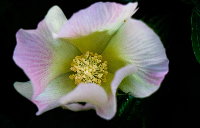 易明月組照 《天山腳下種棉人》