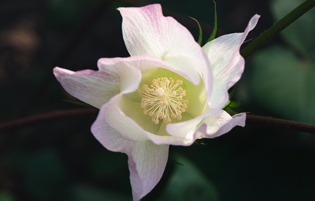 jkaven《微觀下的棉花蕾鈴》