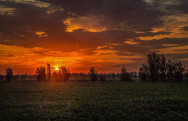 白新建《夕陽下的棉田》
