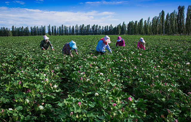王熠《棉田作業(yè)去頂尖》