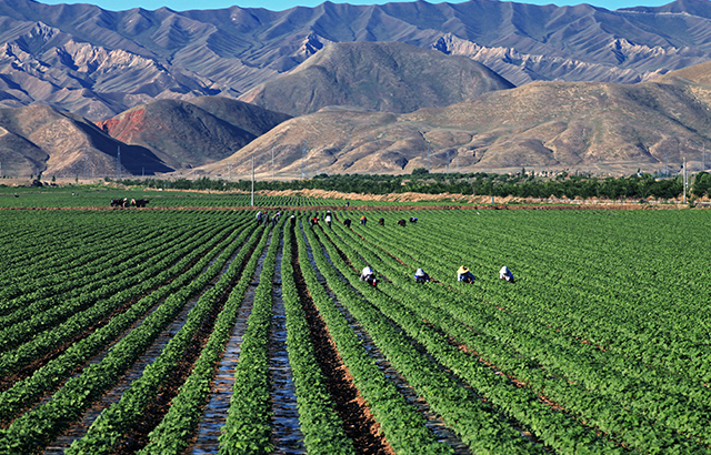 劉書梅《山下棉田》